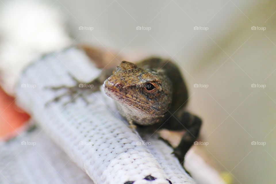 Brown anole lizard