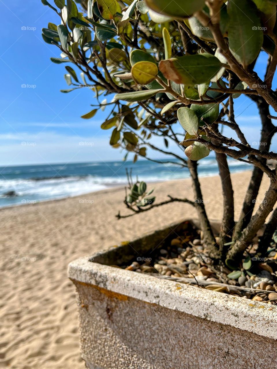 Plant and the ocean