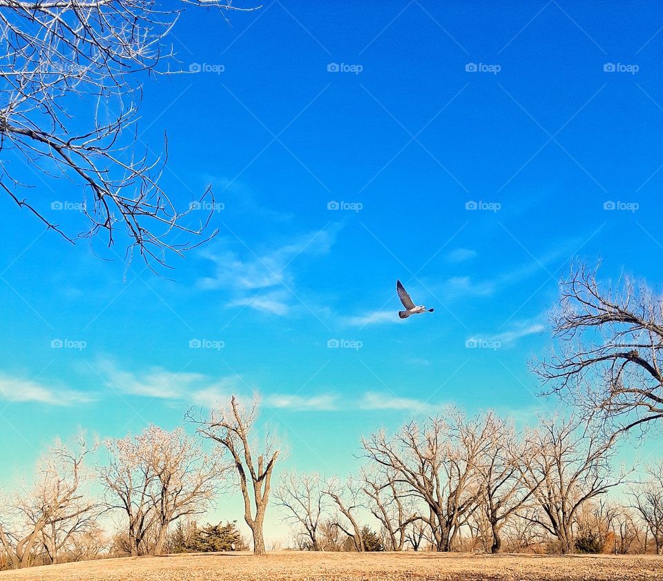 Seagull Flying In The Park