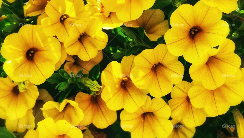 Yellow petunias—taken in Ludington, Michigan 