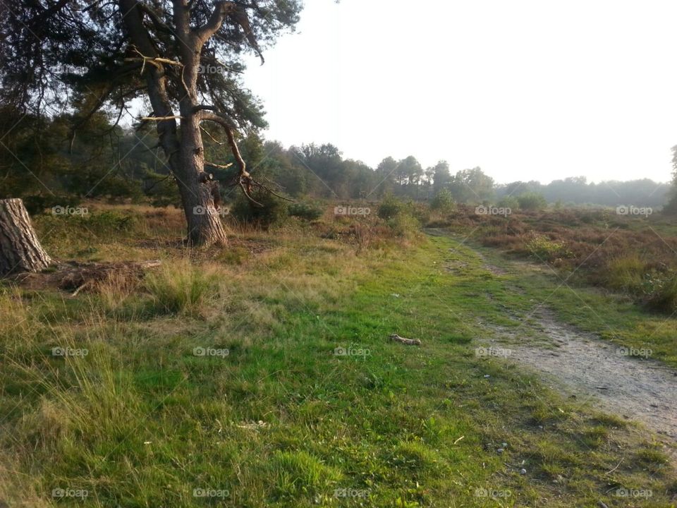 Landscape Drenthe. Heath in province of Drenthe (NL)
