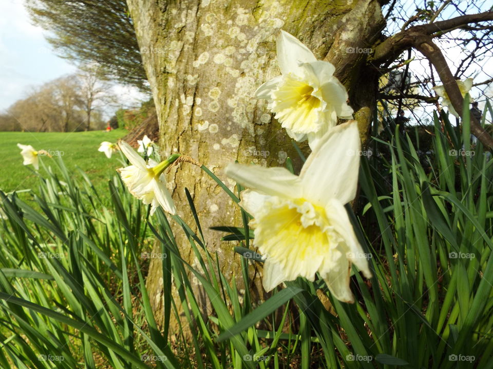 Daffodils