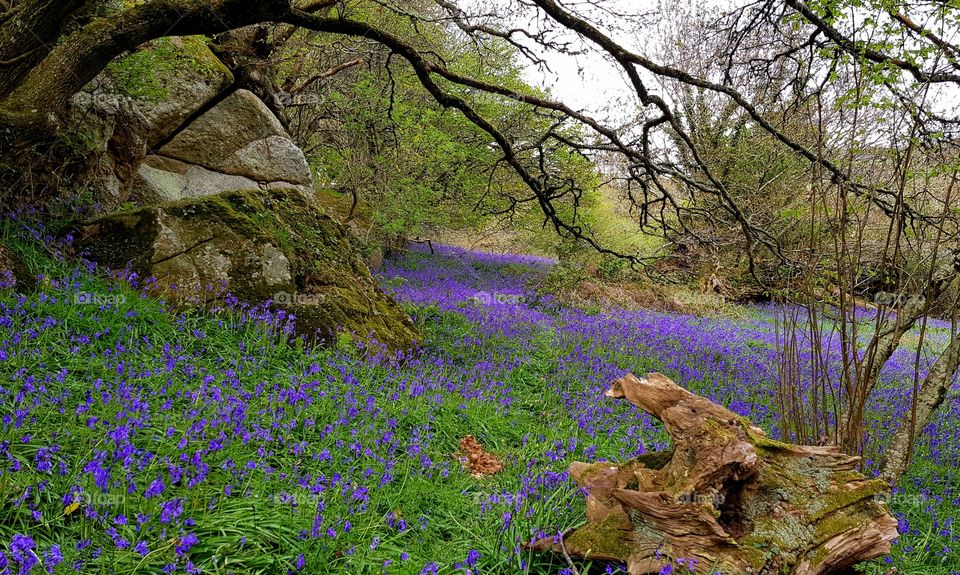 Bluebells