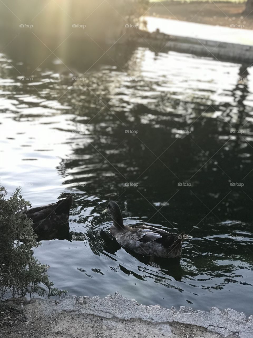 A duck captured in its natural habitat at a local park. 
