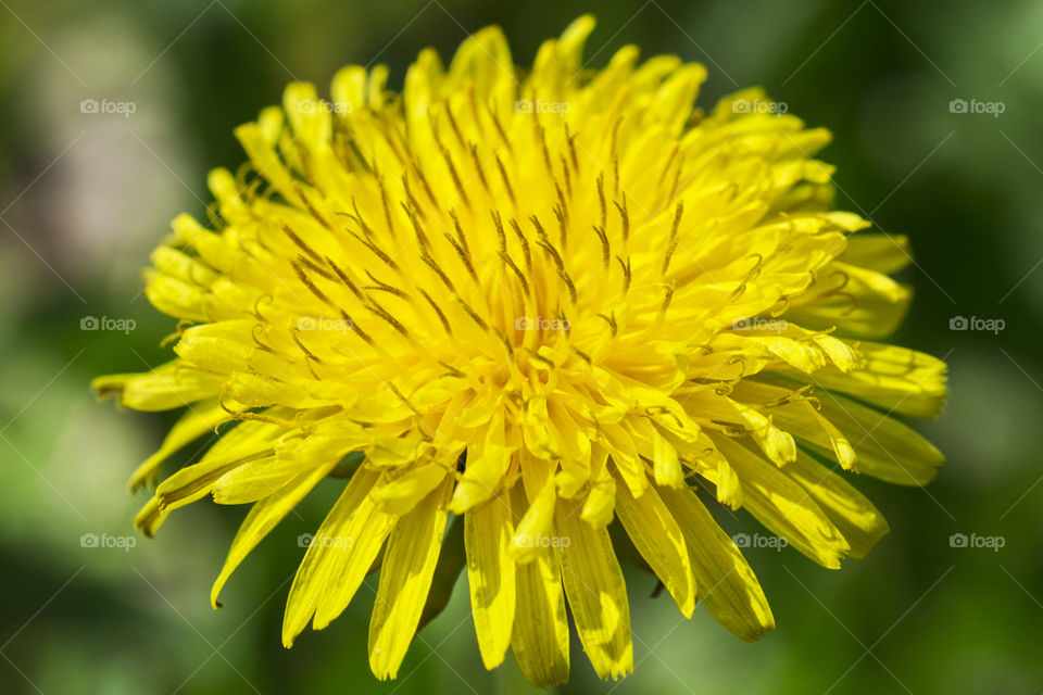 Vivid yellow dandelion