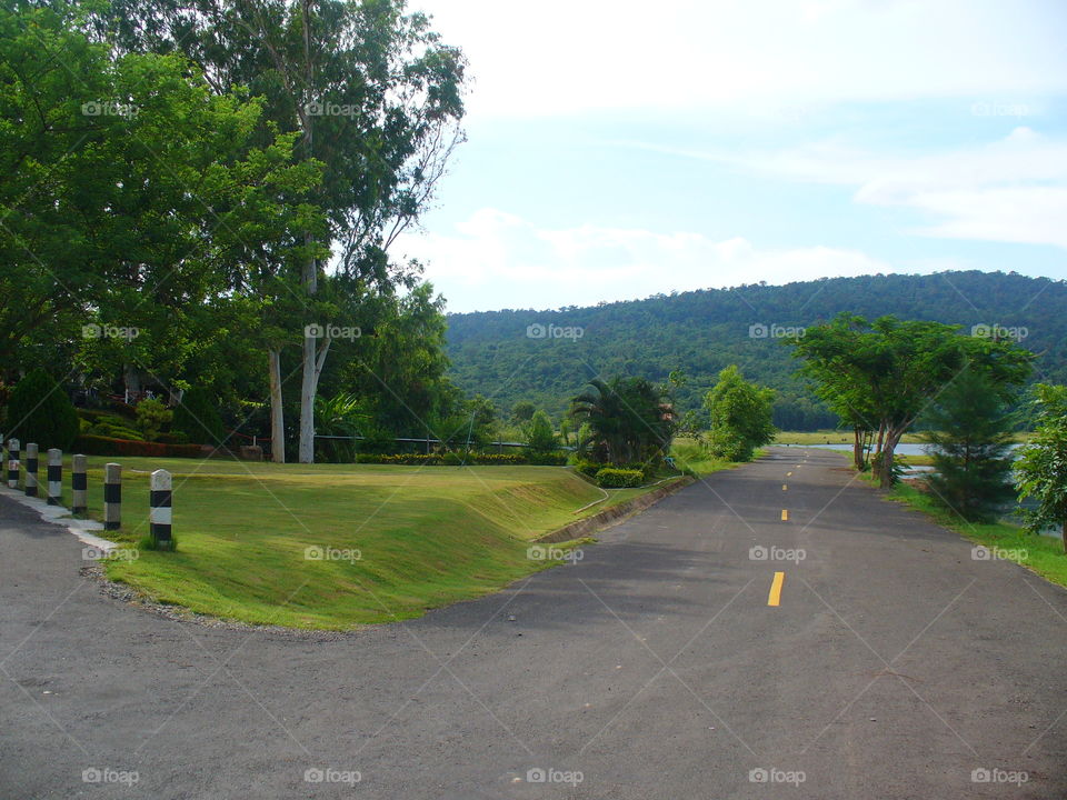 Road, Tree, Landscape, Guidance, Grass