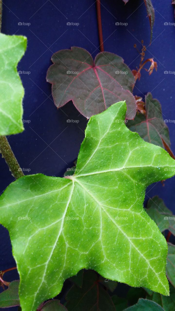 Leaf, No Person, Flora, Nature, Growth