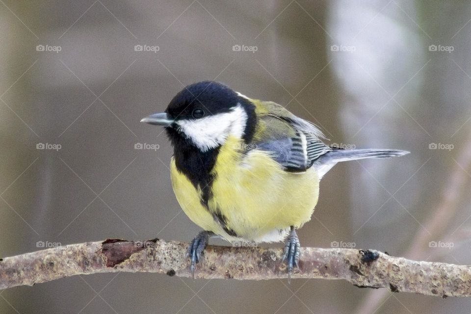 Parus major