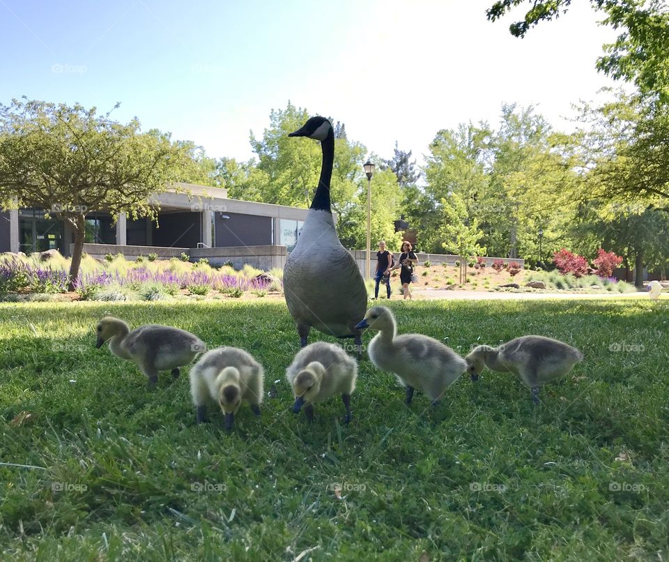 Mama goose and her babies 