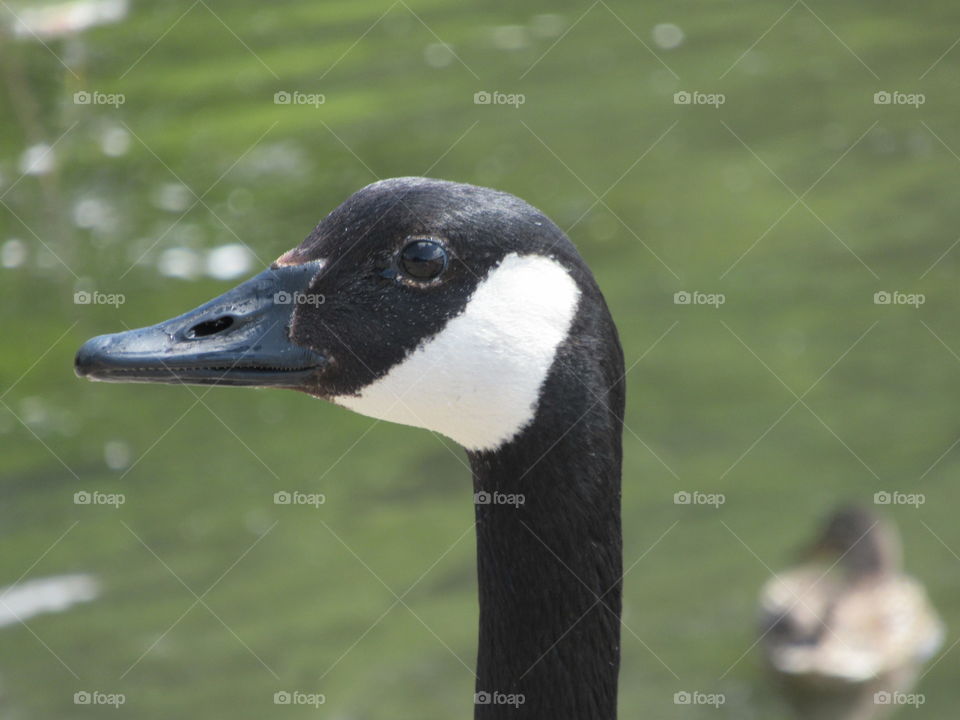 Canada goose posing for the camera