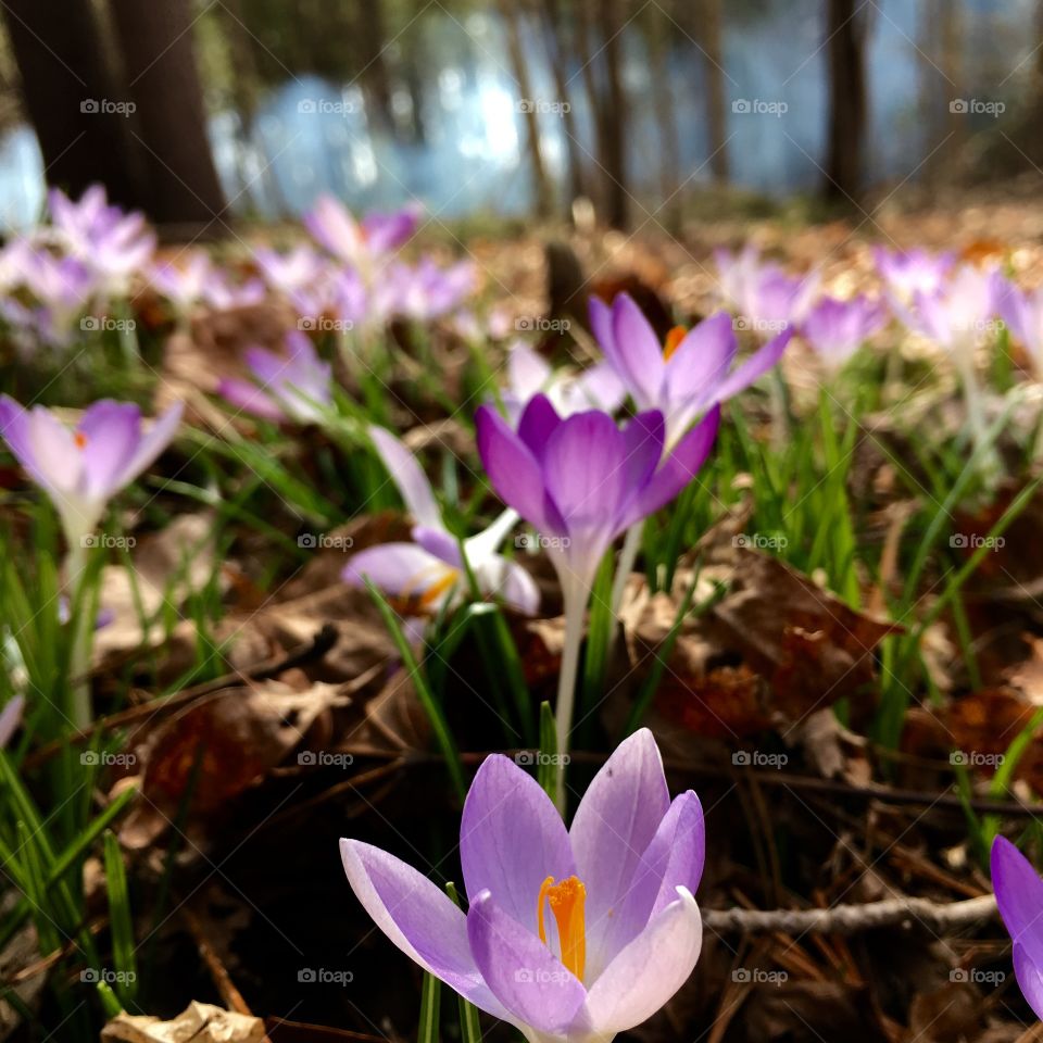 Crocuses growing in clearing in the forest. We see smoke or haze in the thick woods ahead of us.