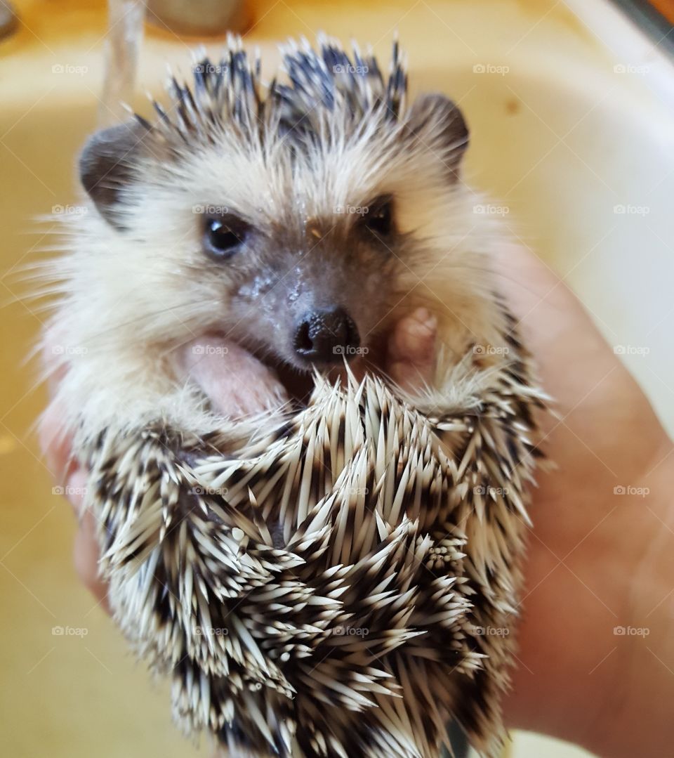 hedgehog bath