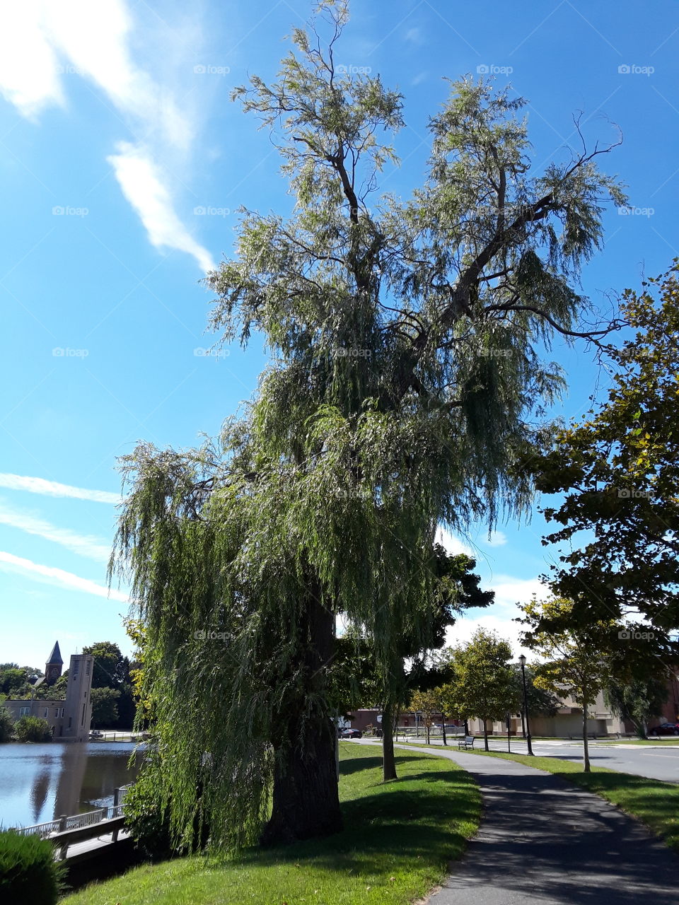 willow tree