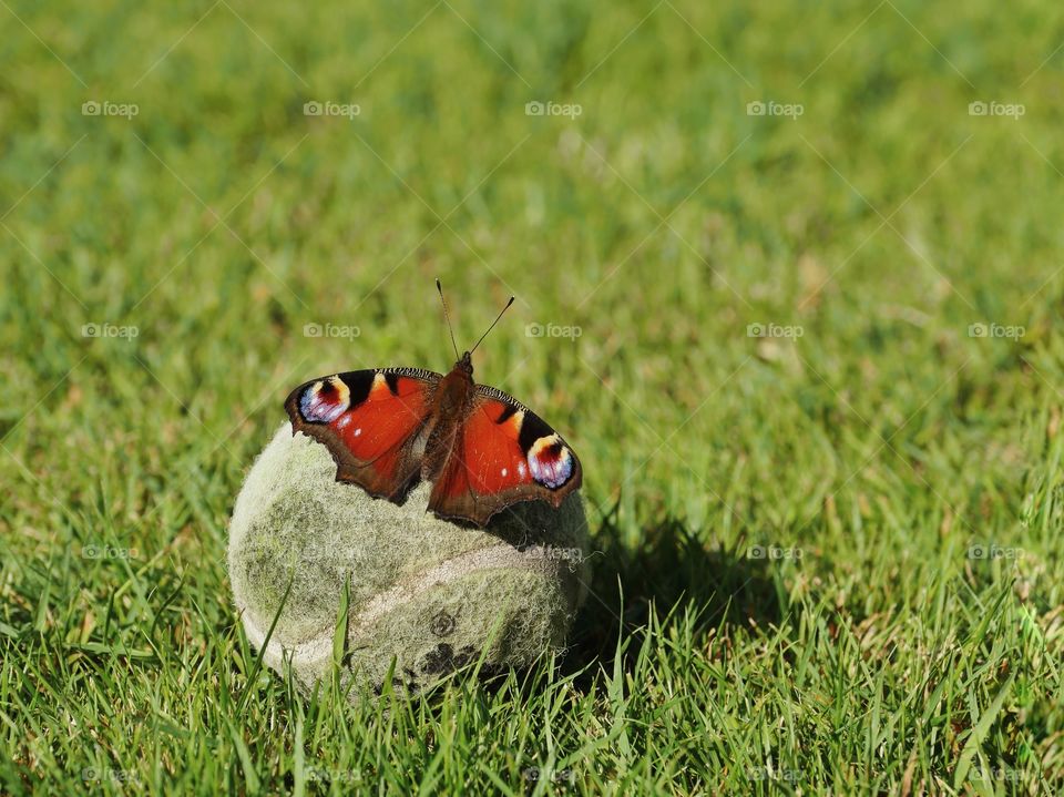 Peacock butterfly