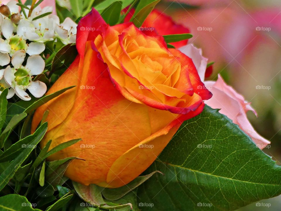 
The orange color stories. A favorite in my garden. Citrus and glowing, Orange roses are particularly popular during the bright summer months. Unique and vibrant, these tangerine blossoms have a place in any florist heart
