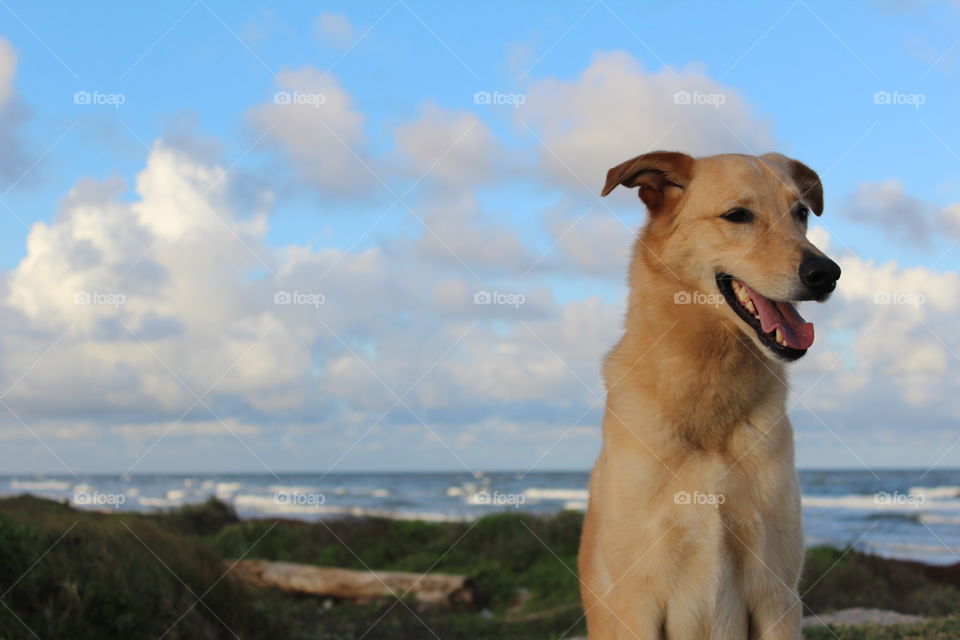 Close-up of dog