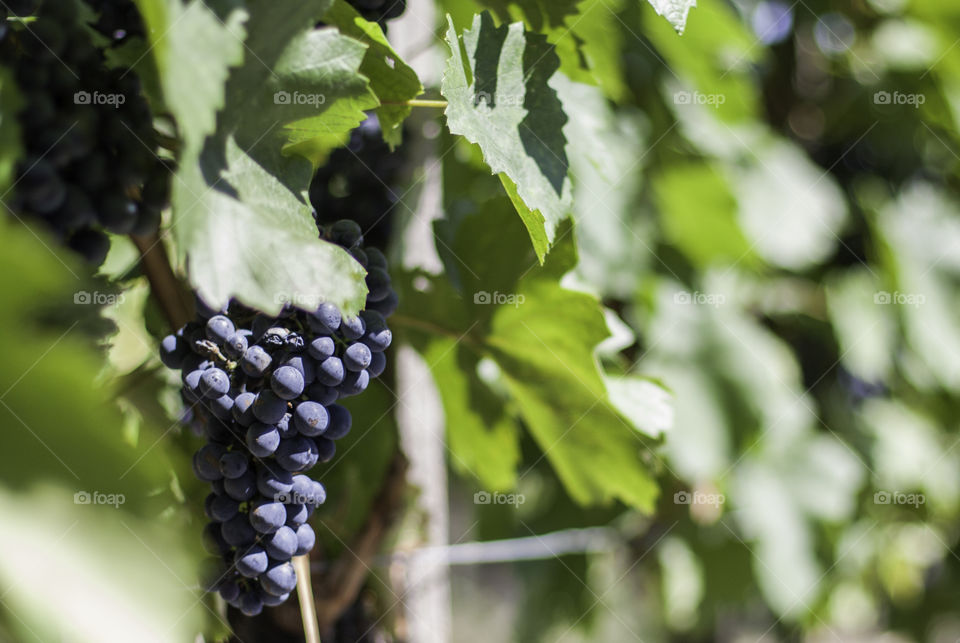 A bunch of grapes