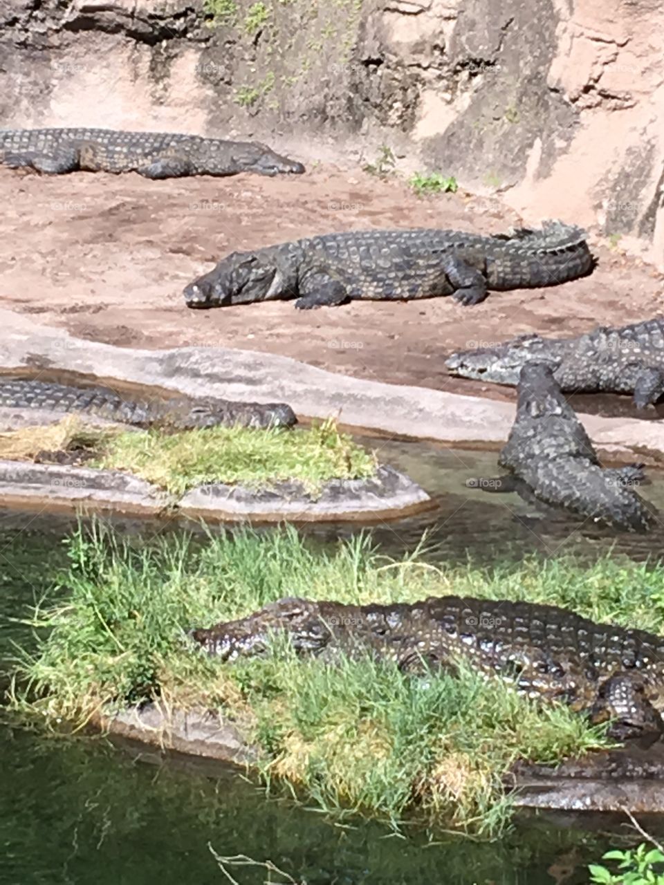 This large grouping of crocodiles are enjoying the sun of a warm summer day.