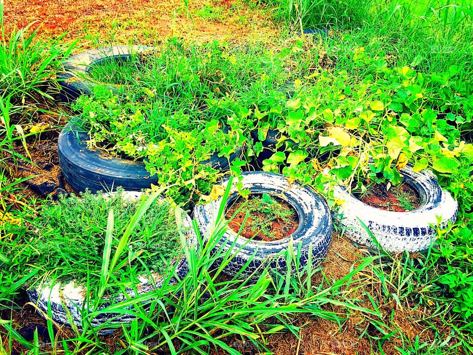 Tire garden