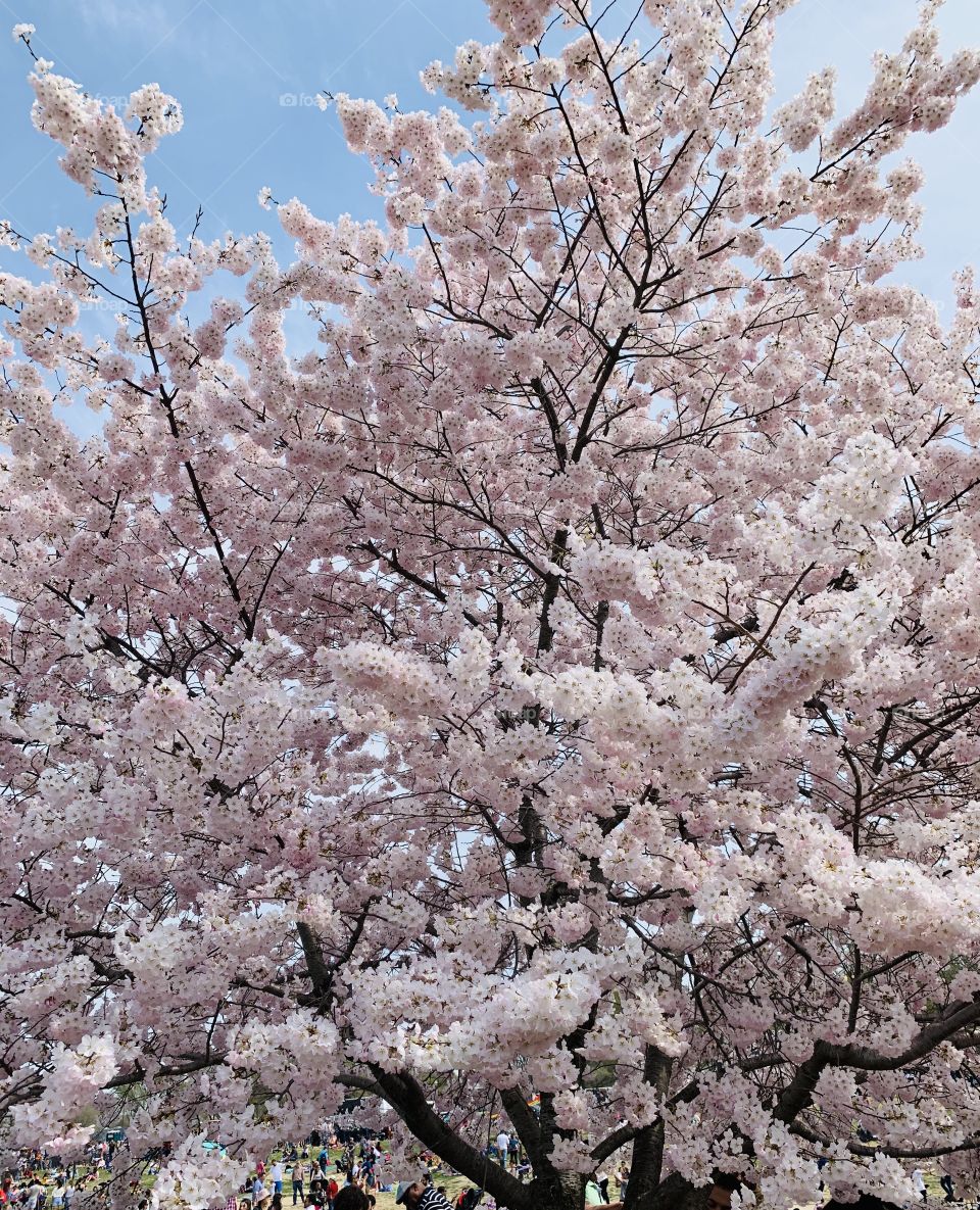 Washington DC cherry blossom trees