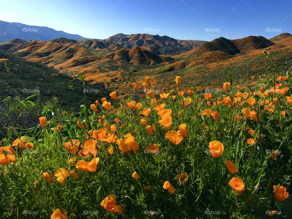 Favorite picture of Poppy Field
