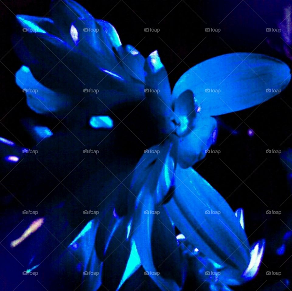 flutterfly. lighting effects