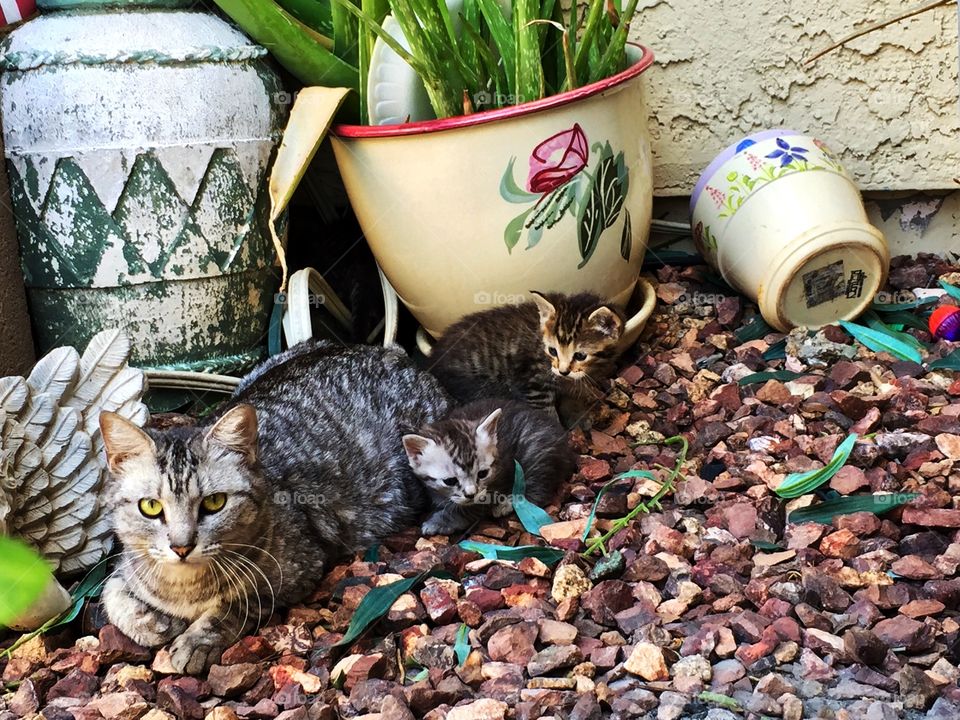 Momma and kitties