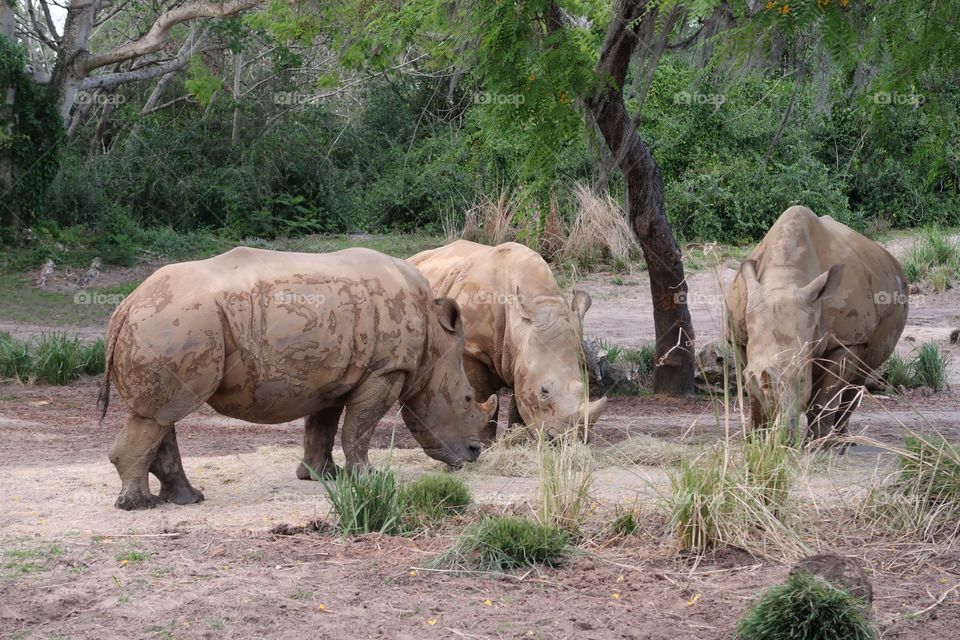 Three Rhinos grazing at Disney's Animal Kingdom.