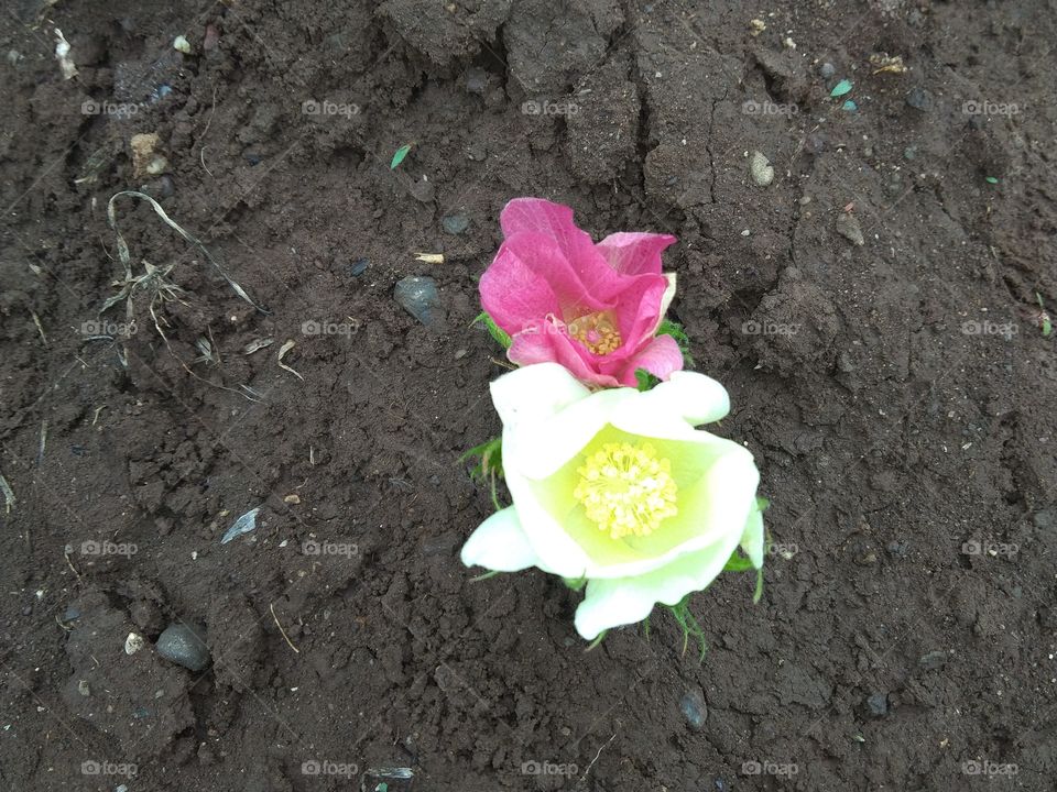 Those who make their lives by crossing the path of trouble are always successful like these flowers