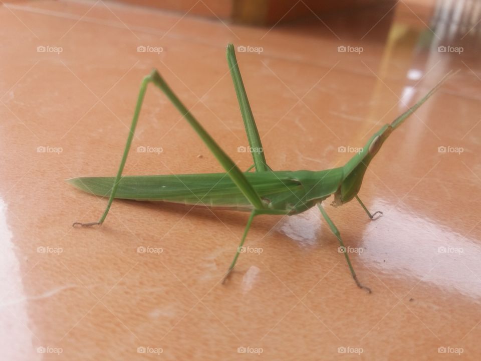 Atractomorpha crenulata / Vegetable grasshopper Long Body