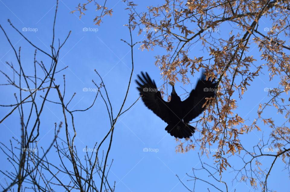 Crow with food in its beak