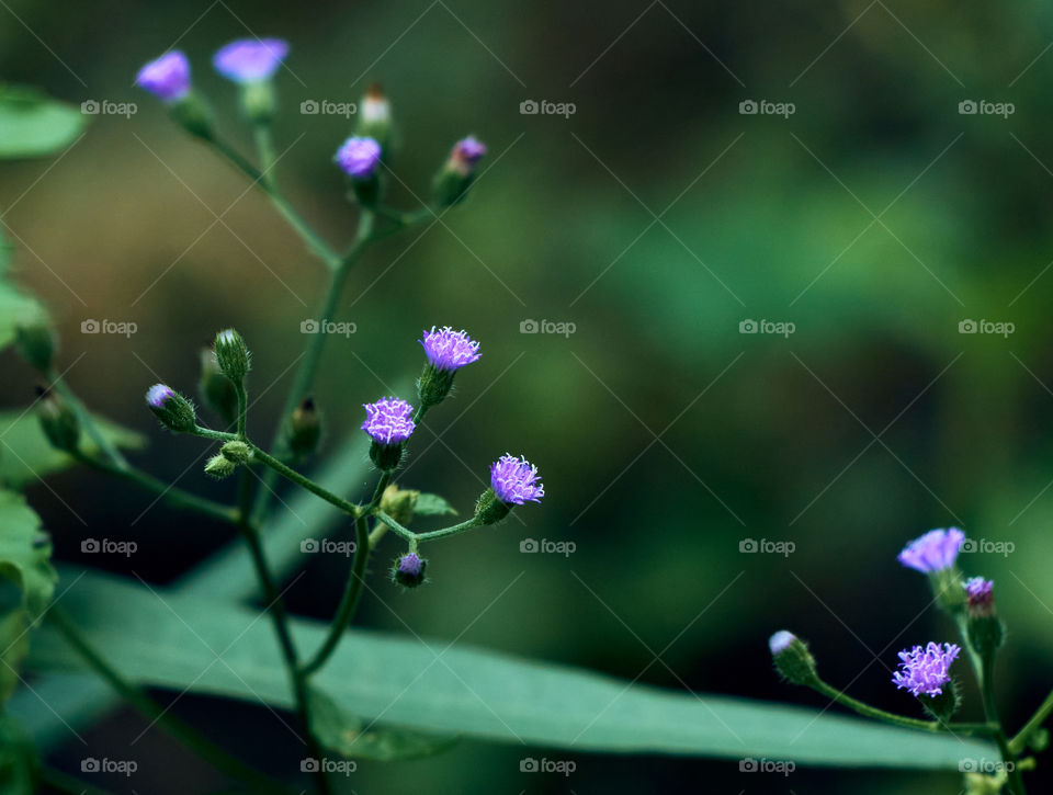 backyard garden  - photography