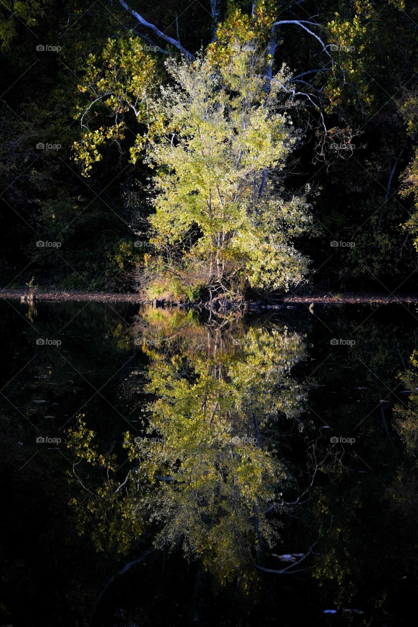 Highlighted Tree and Reflection