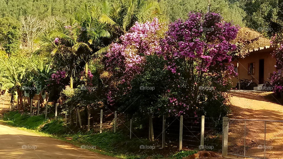 POMAR ARBUSTO FLORES