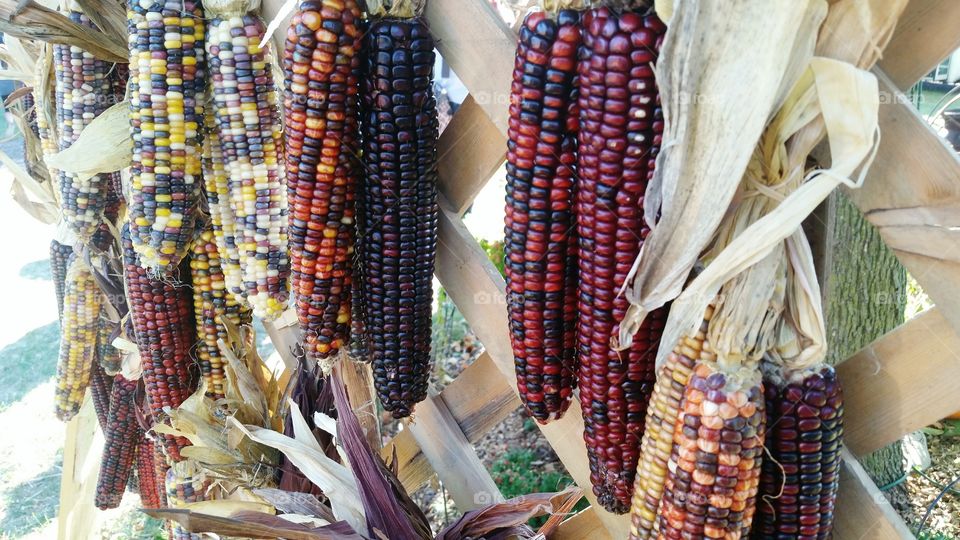 Fall Corn