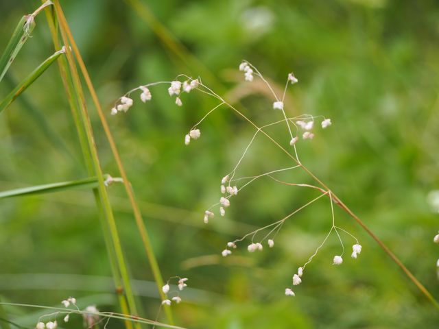 Grass