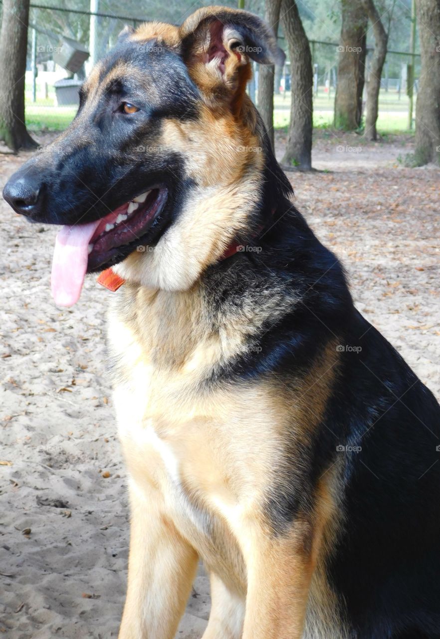 The German Shepherd  dog has made a name for himself as a police and military dog, guide and assistance dog, search dog and detector dog!