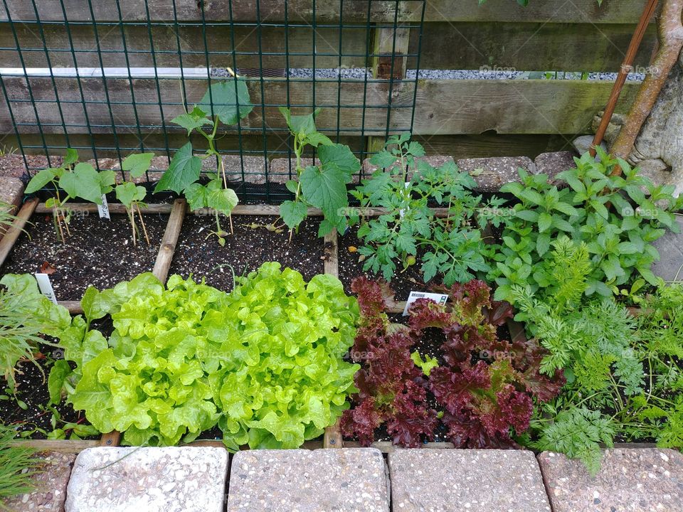 Fresh lettuce from own garden