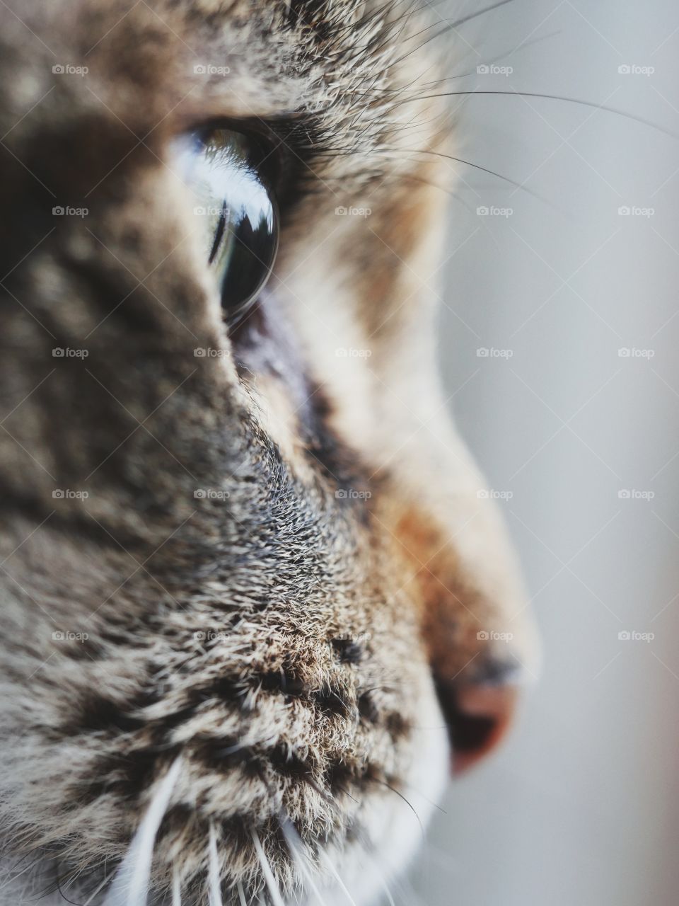 Close up portrait of cat