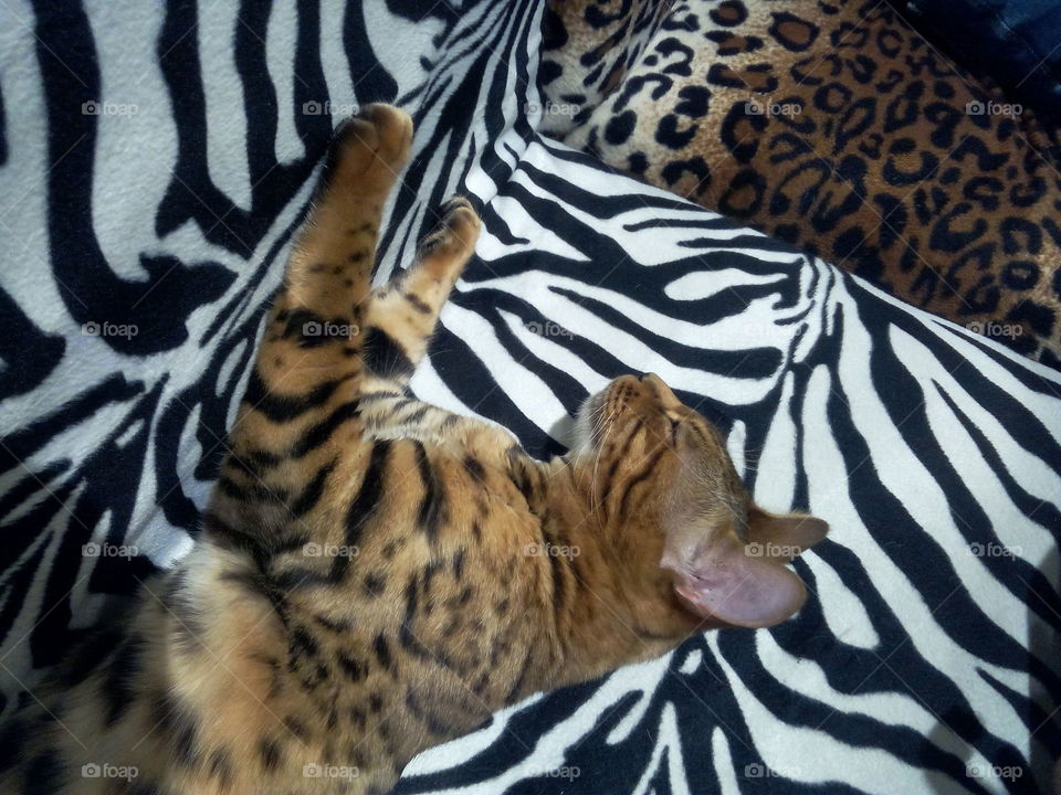 Bengal cat - Pedigree kitten - Zebra print couch background