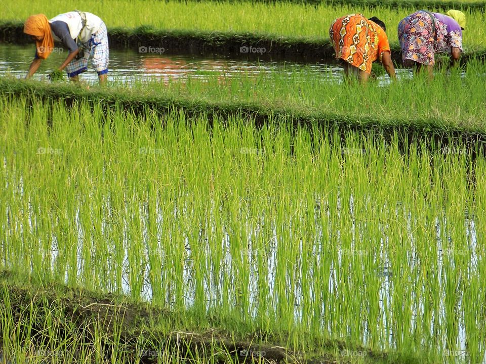 Farmers are planting rice in the fields