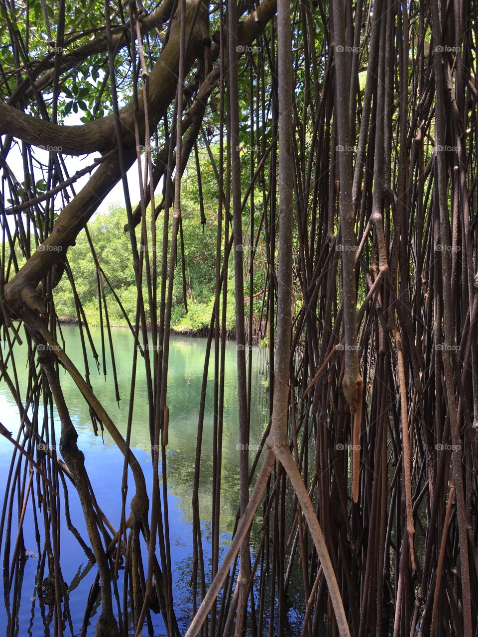 Close-up of mangrove roots at lake