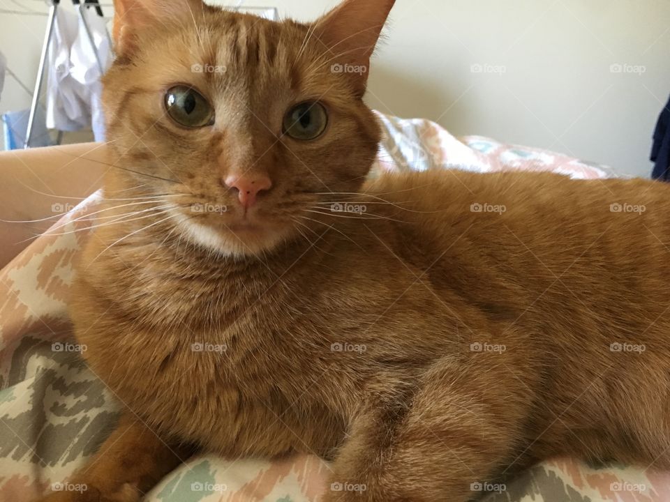 Ginger kitty 