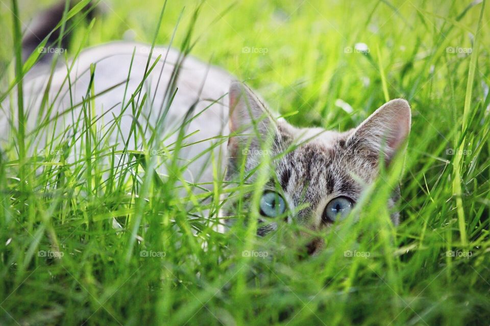 Katniss playing in the grass