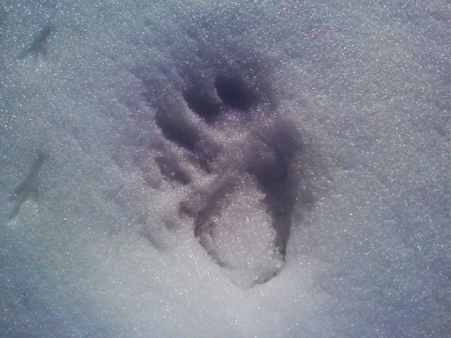 Bear paw in snow