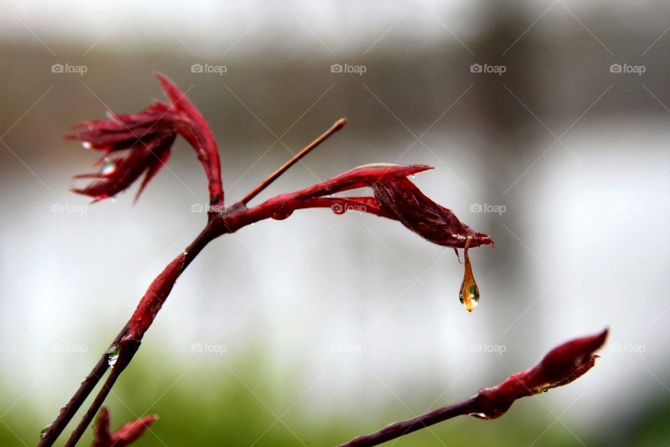 new maple leaves escapting from buds during a light snow.