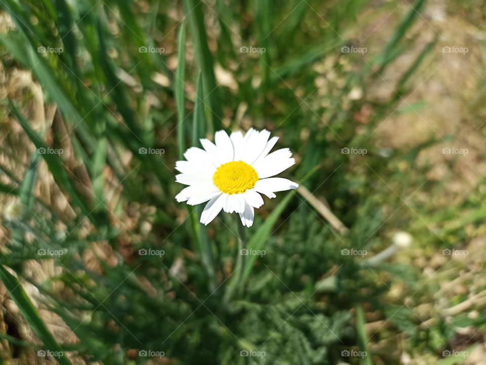 Matricaria chamomilla (synonym: Matricaria recutita), commonly known as chamomile (also spelled camomile), German chamomile, Hungarian chamomile (kamilla), wild chamomile