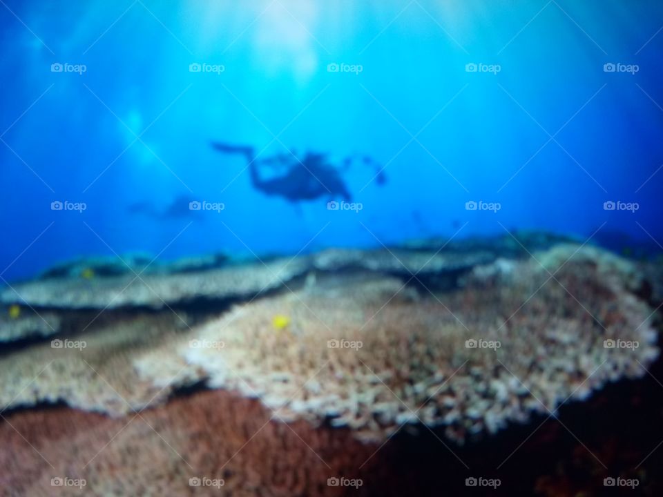Underwater photos