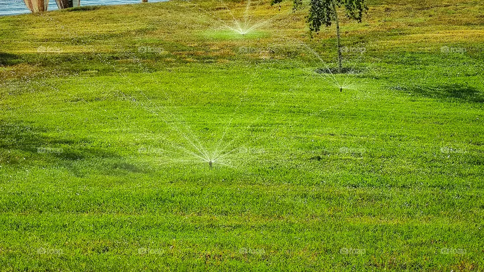 Automatic watering of the green lawn.