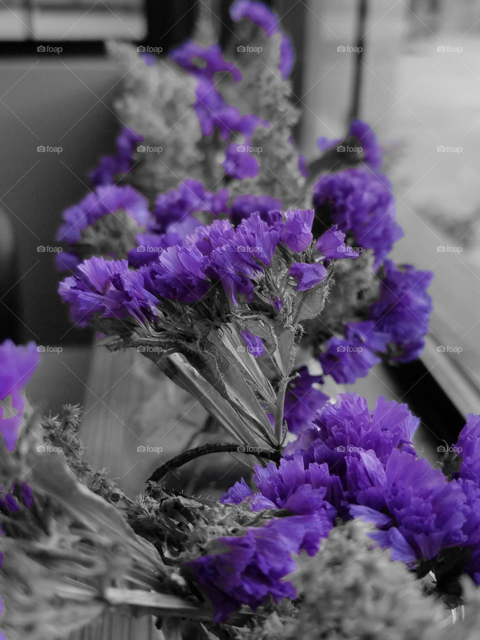 lavender